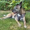 Cassie - freundliche und brave Hündin