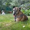 Cassie - freundliche und brave Hündin