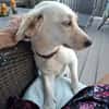 Nelly - super lieb und freundlich