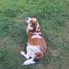 Babette Mix Hündin 5 Jahre in 72587