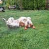 Babette Mix Hündin 5 Jahre in 72587