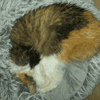MIMI
