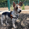 MILOU