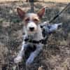 MILOU