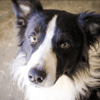 BALTO