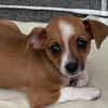 MILO CHAO