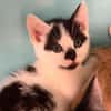 CASSI