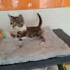 ODINE