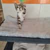 ODINE