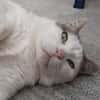 Mouchou