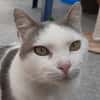 Mouchou