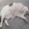 Mouchou