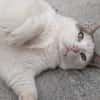 Mouchou