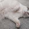 Mouchou