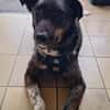 GINO-perfekter Familienhund
