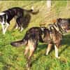 GINO-perfekter Familienhund