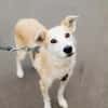 Chip sucht sein Zuhause