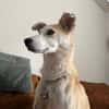 Chip sucht sein Zuhause