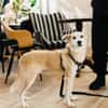 Chip sucht sein Zuhause