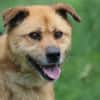 Mirosha - aufgeweckte Familienhündin