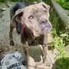 Ronan💕 sucht ein liebevolles Zuhause
