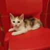 Calypso sucht ein liebevolles Zuhause