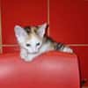 Calypso sucht ein liebevolles Zuhause