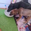 Lupina - fröhliche Hundewelpin