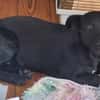 Lupina - fröhliche Hundewelpin