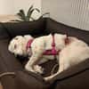 liebe, freundliche Seniorin CARLA
