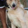 Jazz - kinderlieber Familienhund