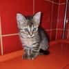 Josefinchen sucht ein liebevolles Zuhause