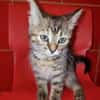 Josefinchen sucht ein liebevolles Zuhause