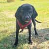 Anton ein Labrador Mischling