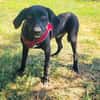 Anton ein Labrador Mischling