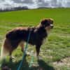 Mokka - Sanfter Riese sucht sein Zuhause