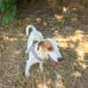 Jack Russel Hündin Shiko gut erzogen