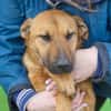 Maxi ❤Vom Tierheim ins Leben