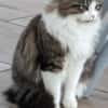 Spoggy in 67631 Freisbach sucht neues Heim