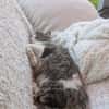 Spoggy in 67631 Freisbach sucht neues Heim