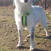 Rocco, Rüde sucht neue Familie