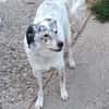 Rocco, Rüde sucht neue Familie