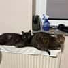 MORTI & LOKI