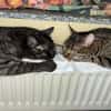MORTI & LOKI