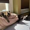 MORTI & LOKI