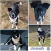 JONAH -sucht erfahrene Menschen-