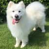 Samojedenrüde Ludo