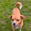 Lumie - agiler Wirbelwind sucht Zuhause