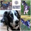 MAYBRITT * Hundedame mit Charme