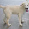 Shiro sucht seine Familie